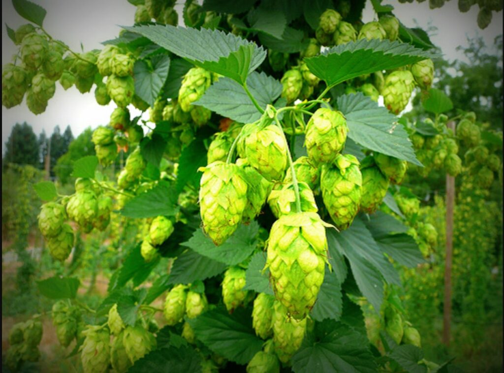Американские IPA, часть 3 – Пять хмелей, которые сформировали ваш IPA